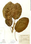 Ficus membranacea image