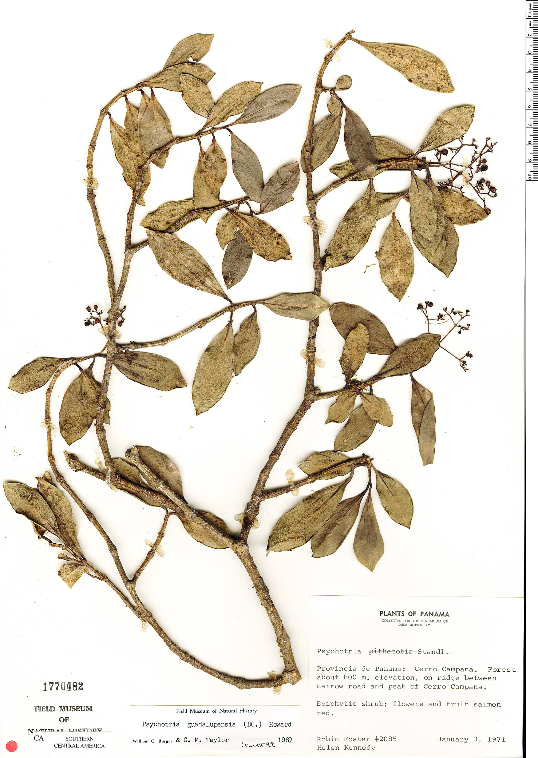 Notopleura peperomiae image