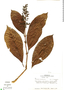 Palicourea latifolia image