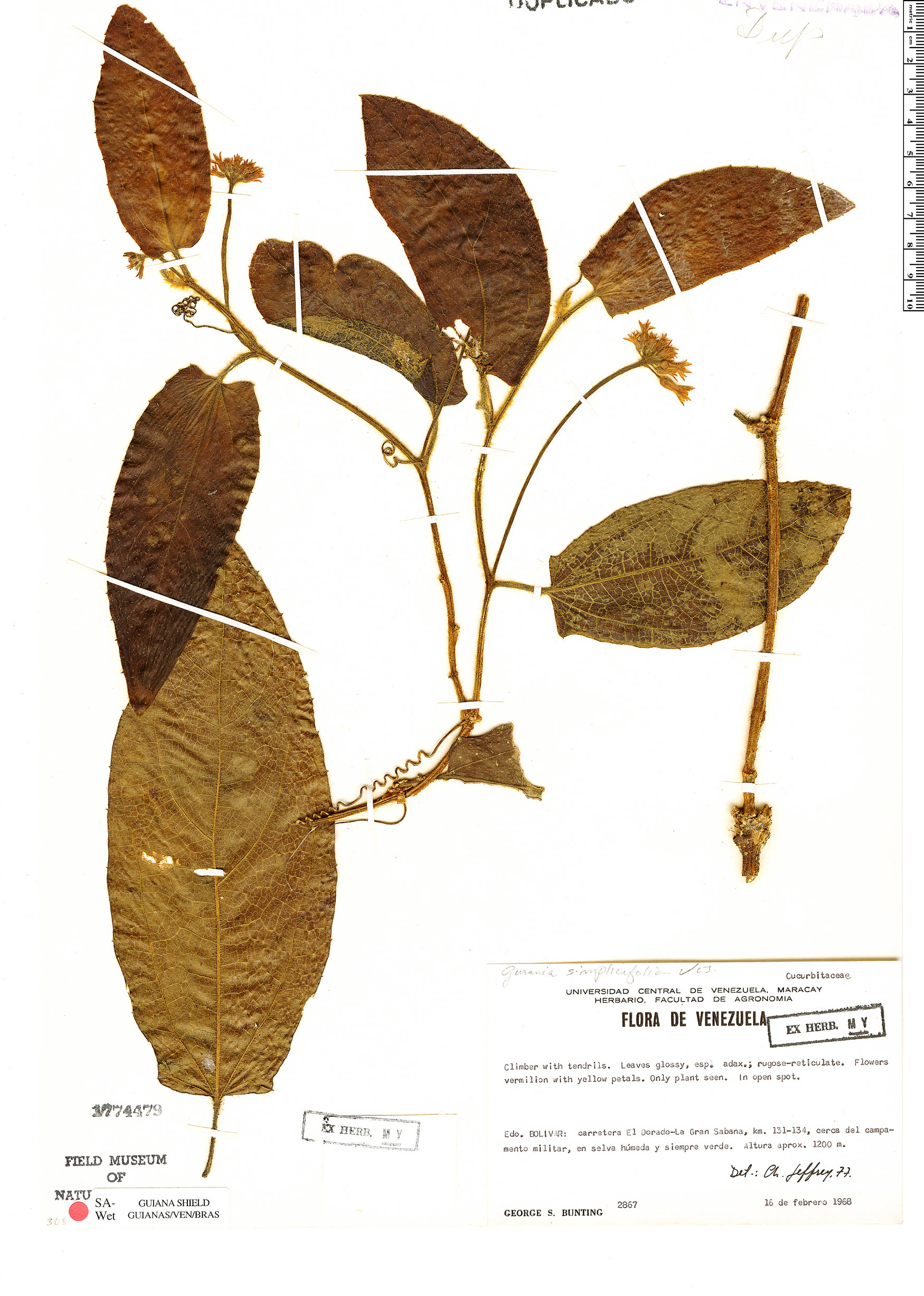 Gurania simplicifolia image