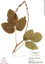 Dioclea latifolia image