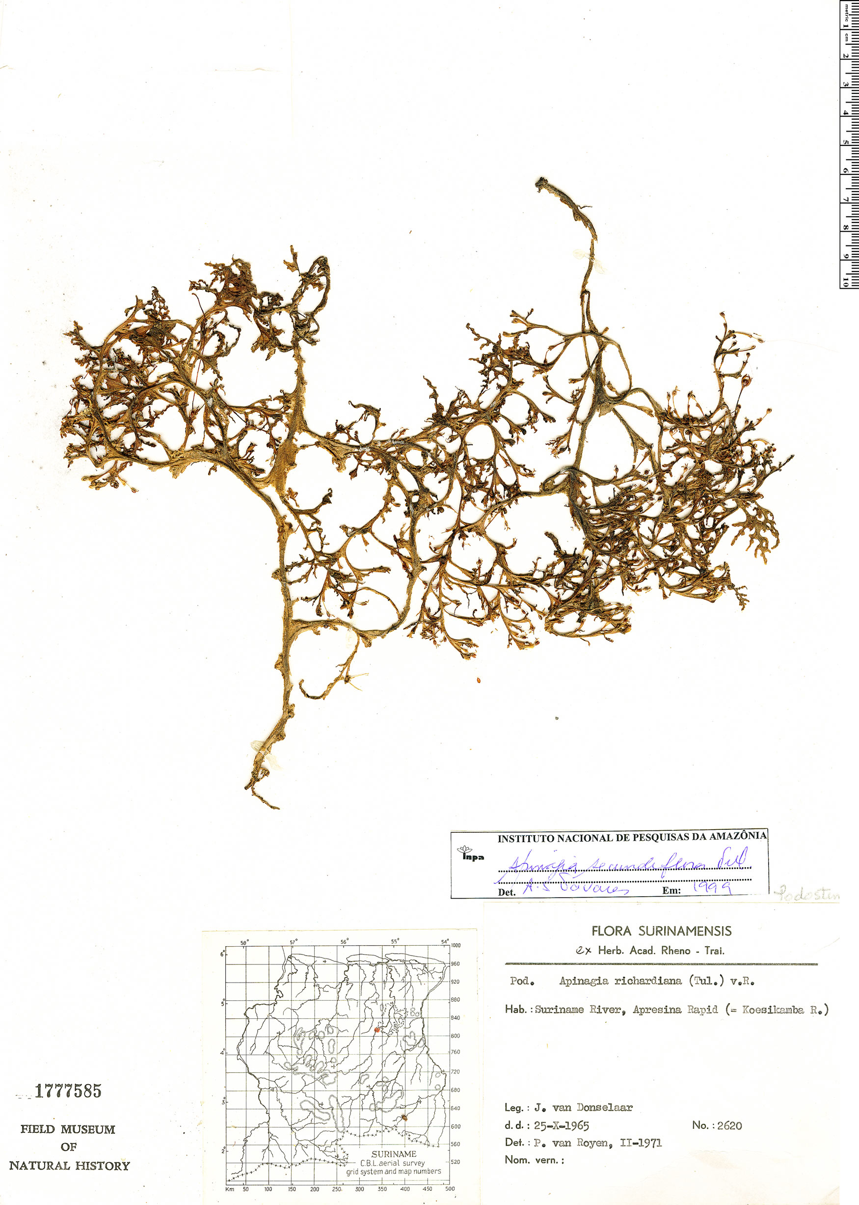 Apinagia secundiflora image
