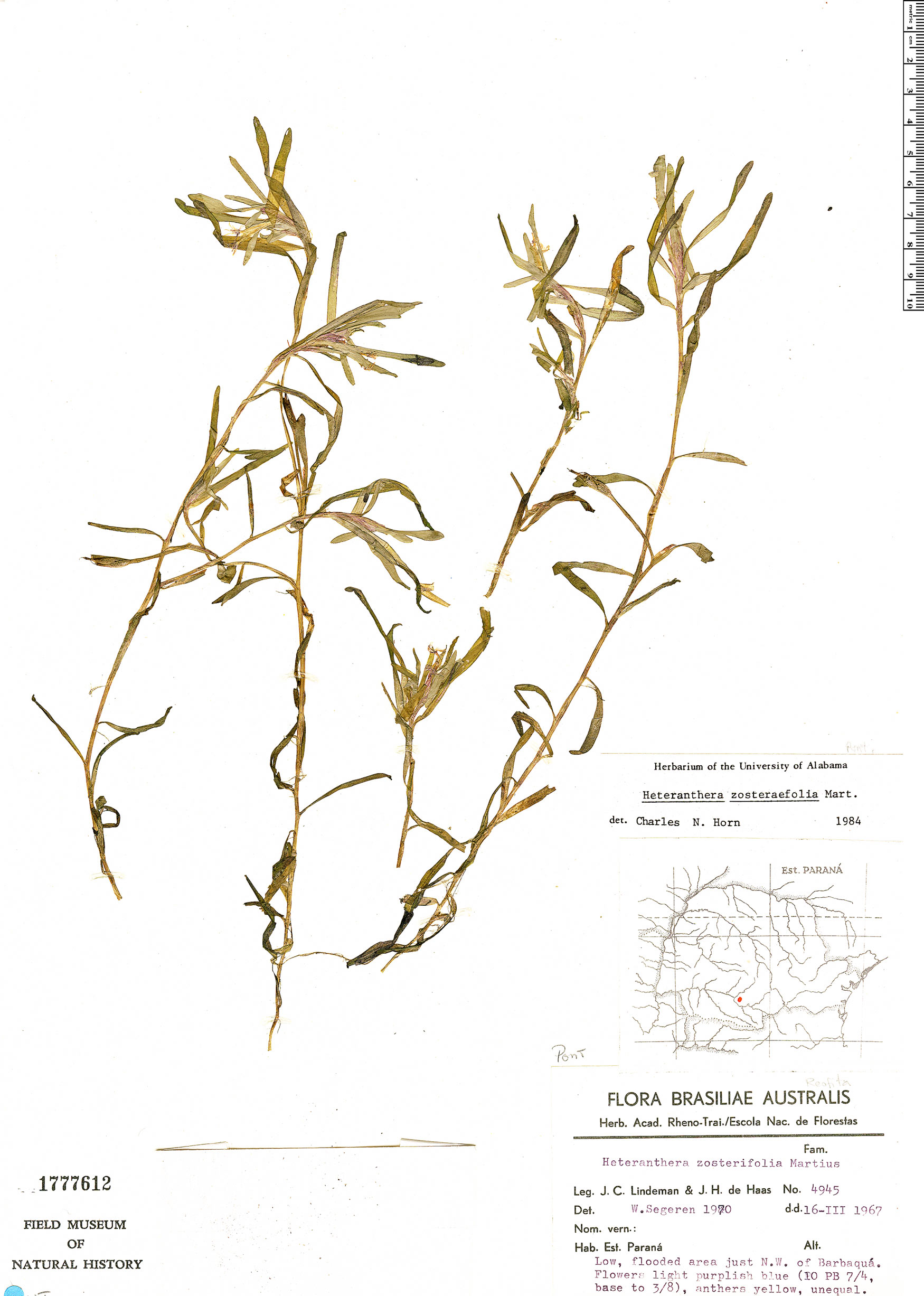Heteranthera zosterifolia image