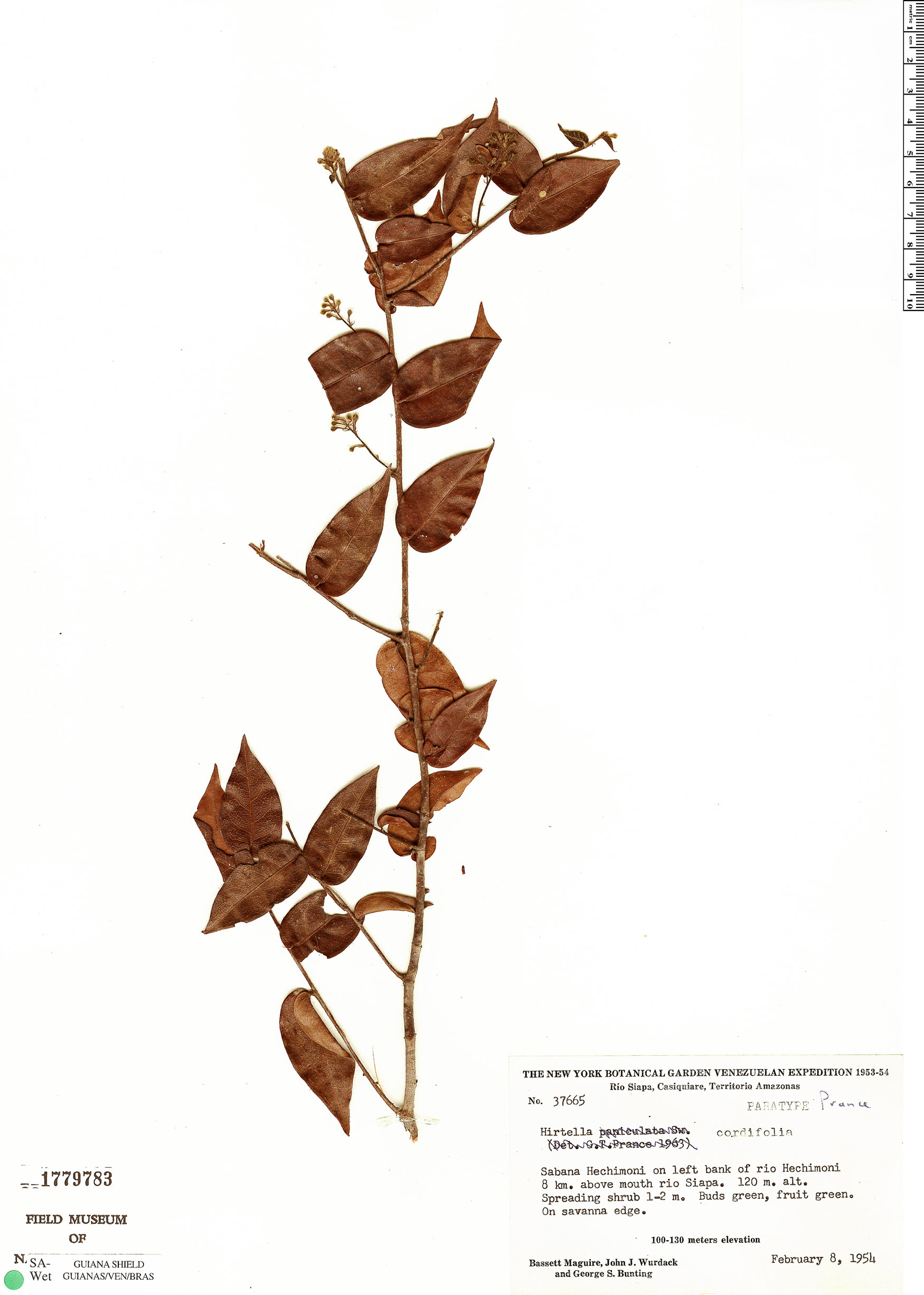Hirtella cordifolia image