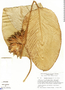 Calathea lateralis image