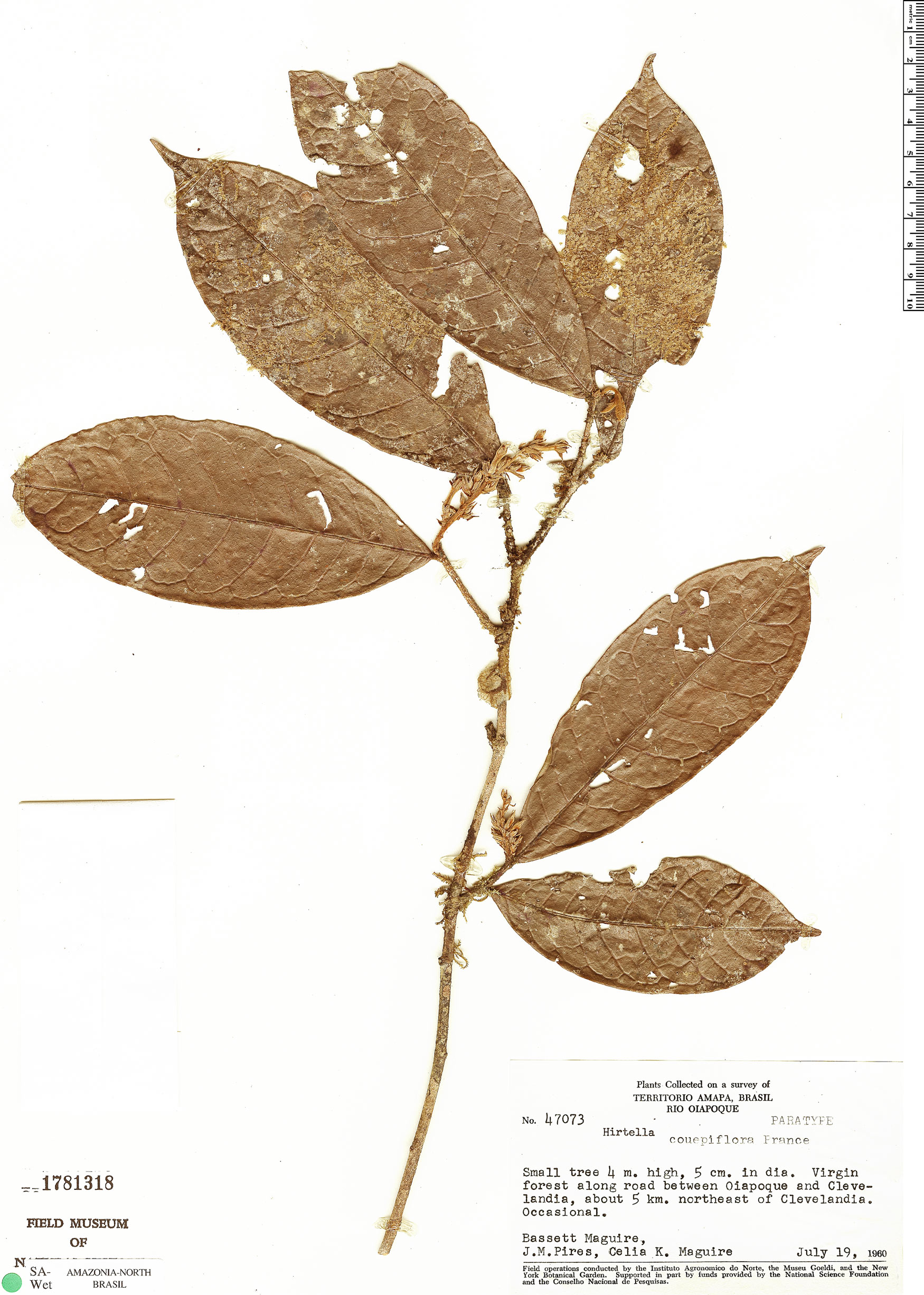 Hirtella couepiiflora image