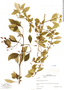 Fuchsia parviflora image