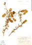 Acacia furcatispina image