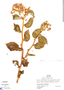 Begonia meridensis image