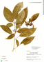 Dendropanax arboreus image