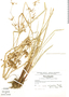 Cyperus chalaranthus image