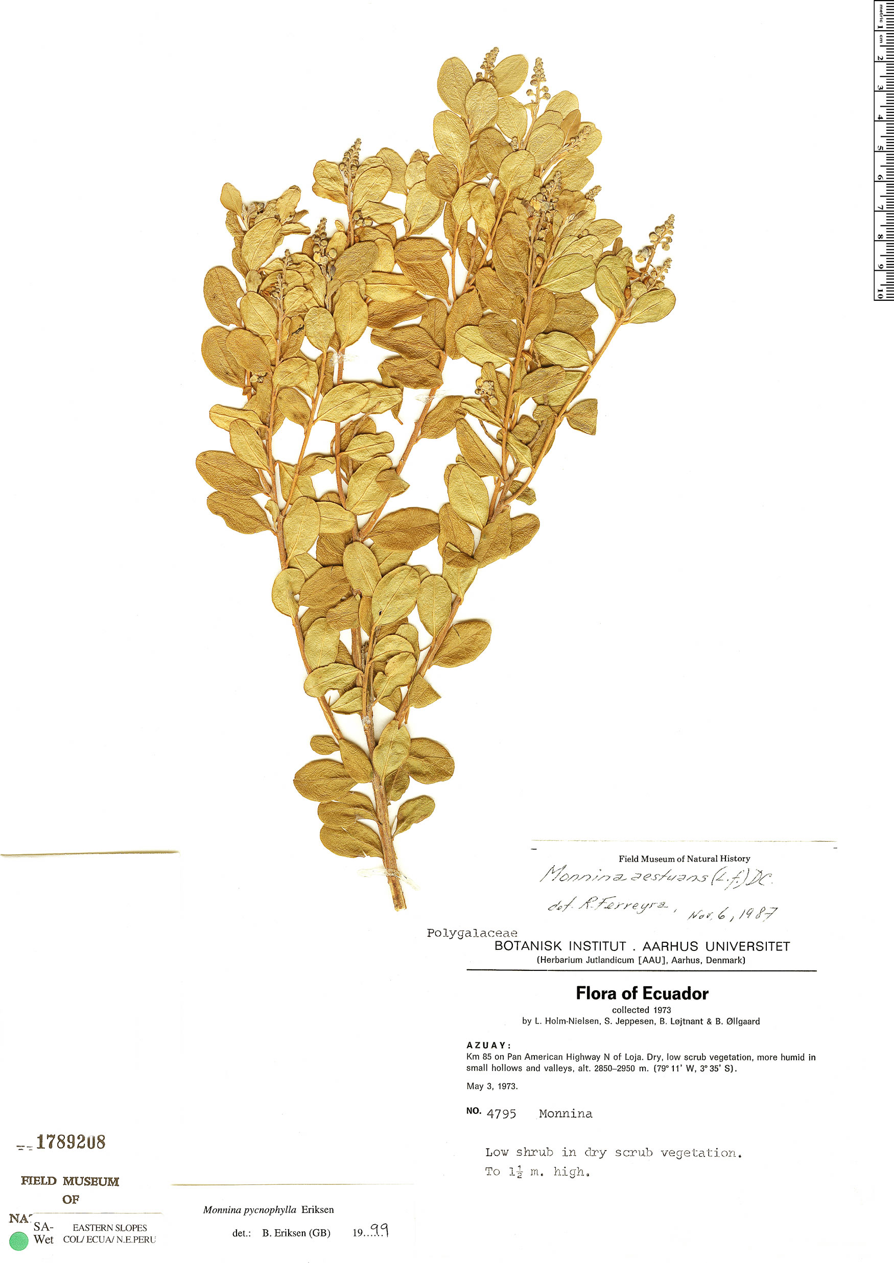 Monnina pycnophylla image