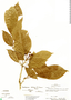 Dendropanax arboreus image