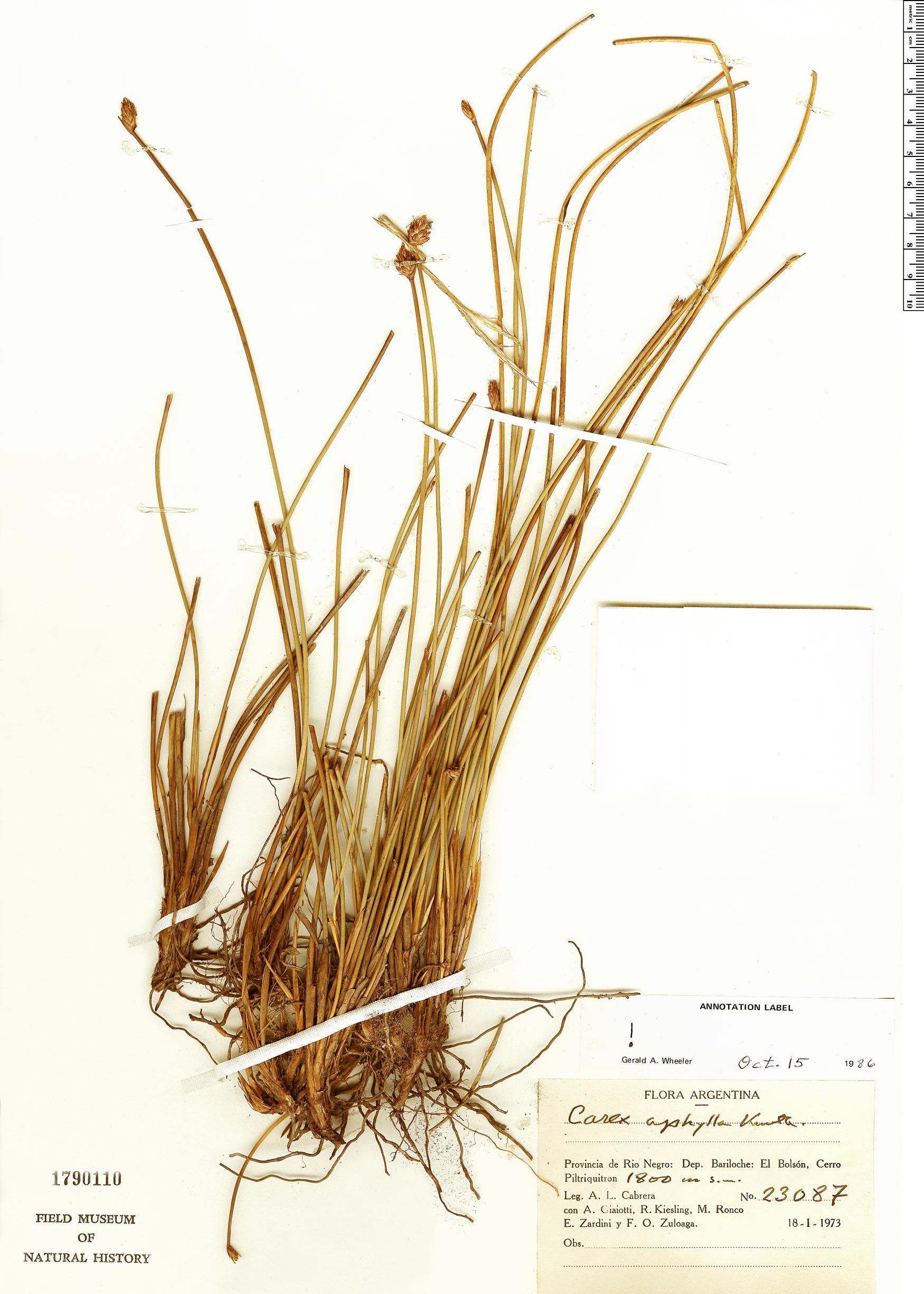 Carex aphylla image