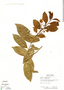 Laetia thamnia image