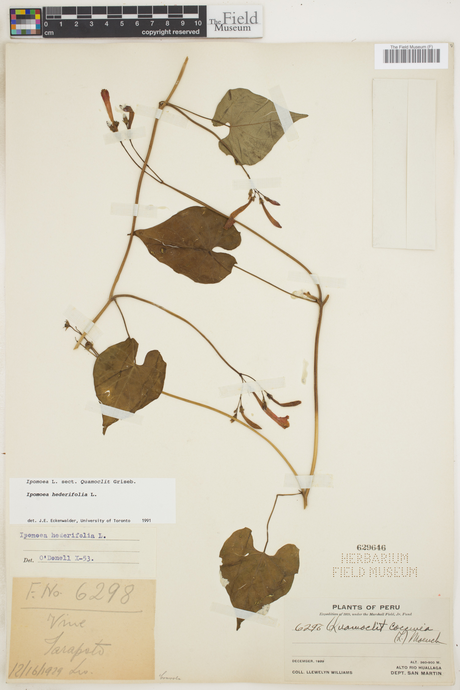 Ipomoea hederifolia image