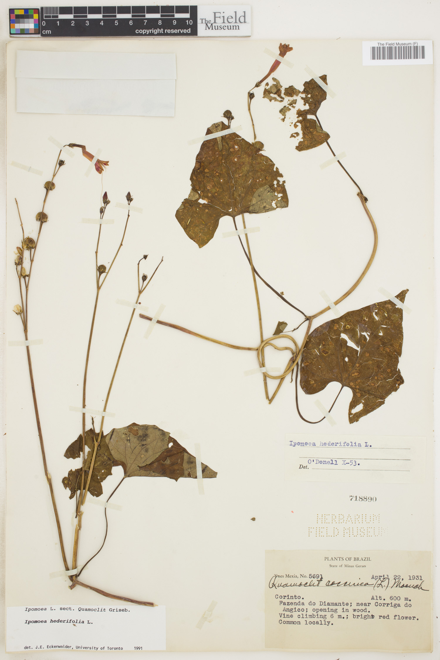 Ipomoea hederifolia image