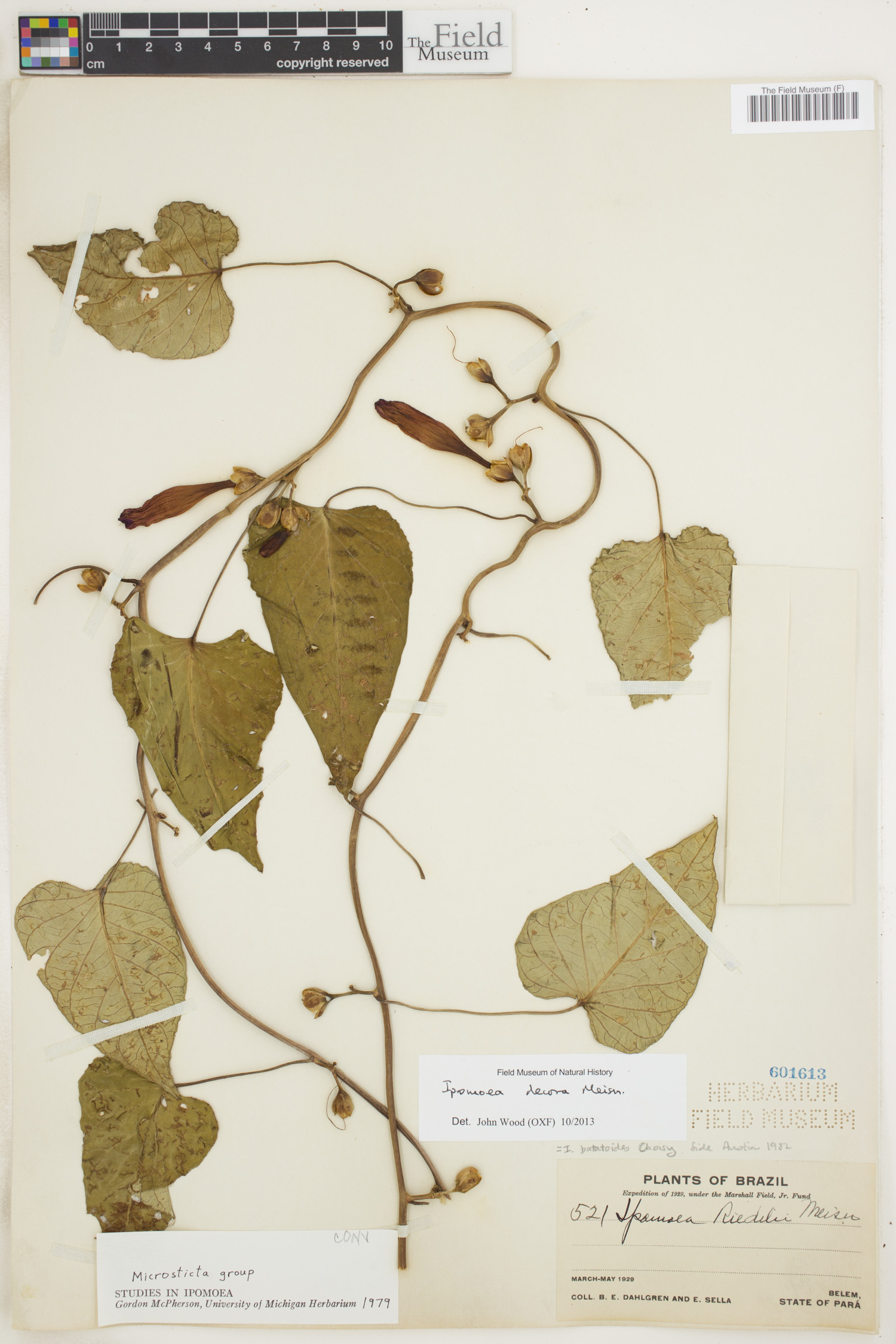 Ipomoea decora image