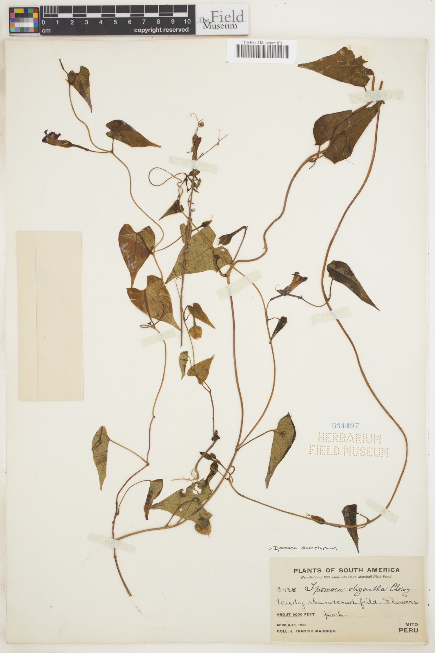 Ipomoea dumetorum image