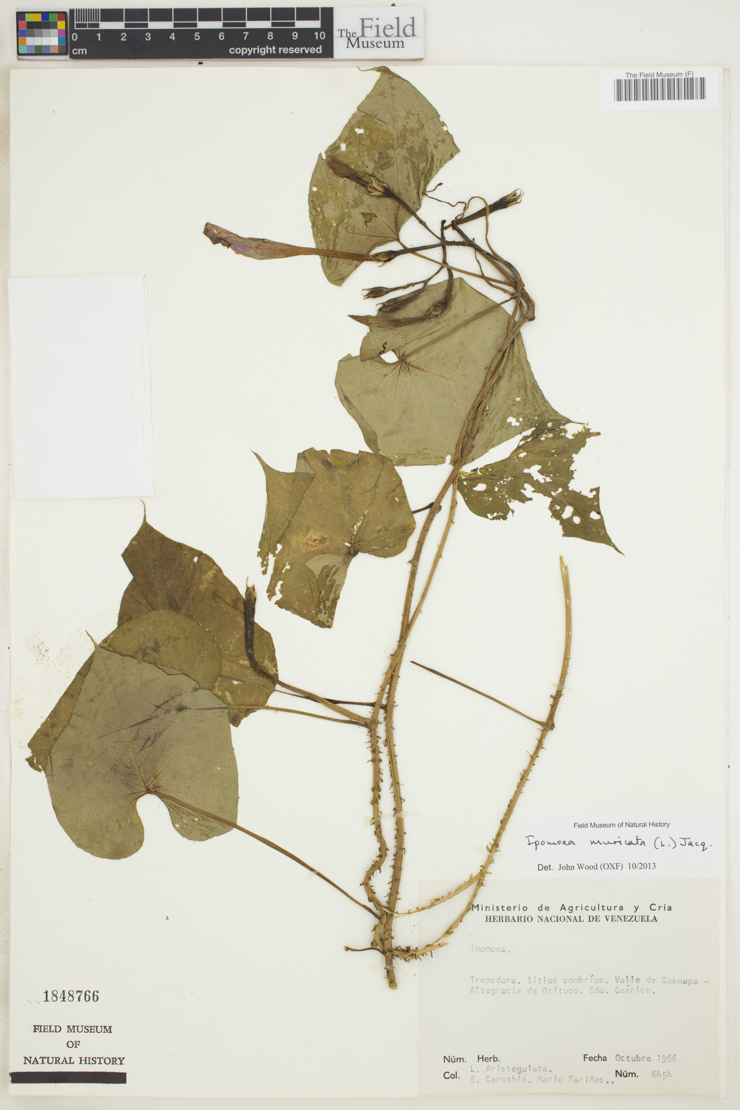 Ipomoea capillacea image