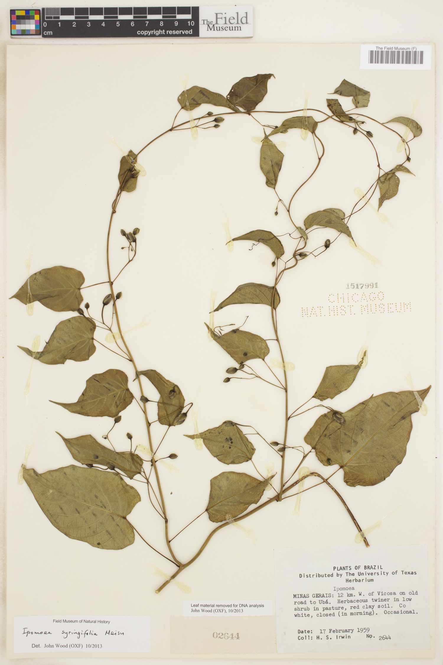 Ipomoea syringifolia image