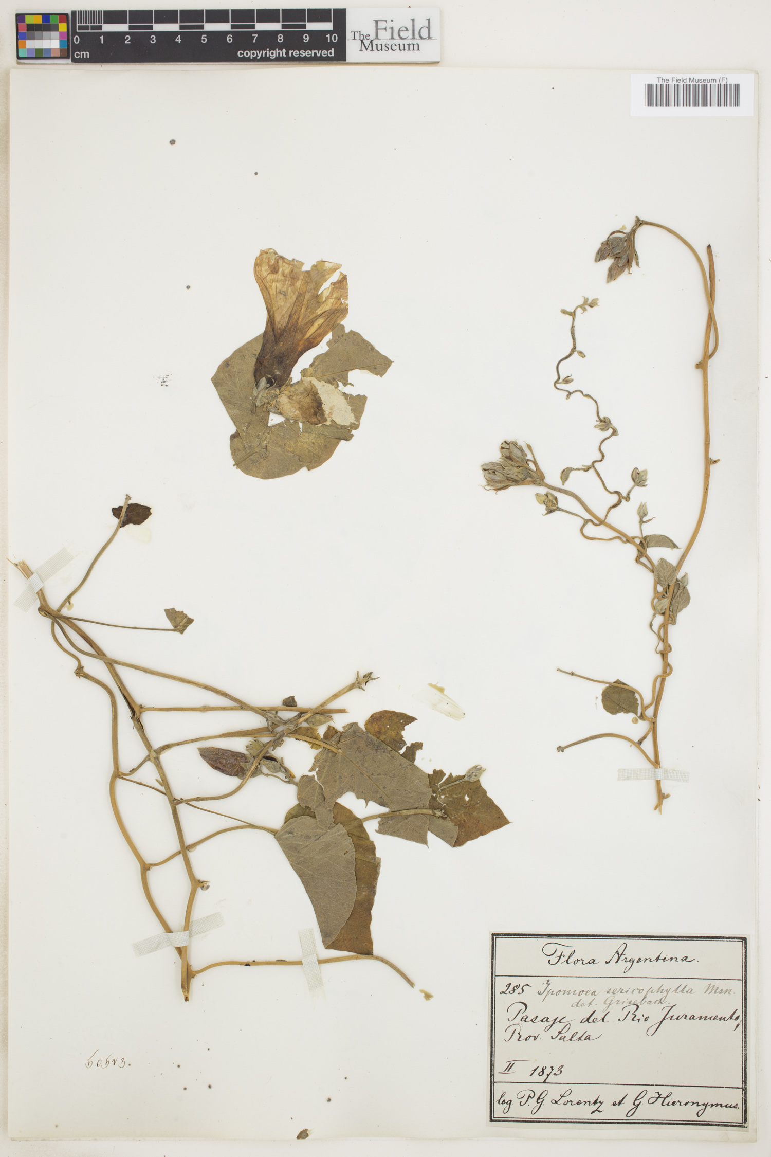 Ipomoea sericophylla image
