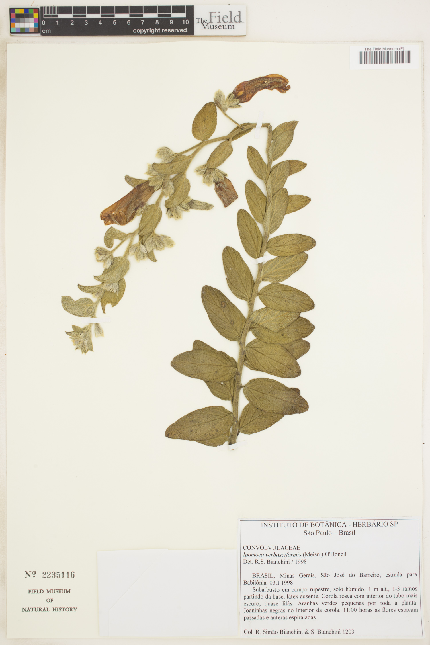 Ipomoea verbasciformis