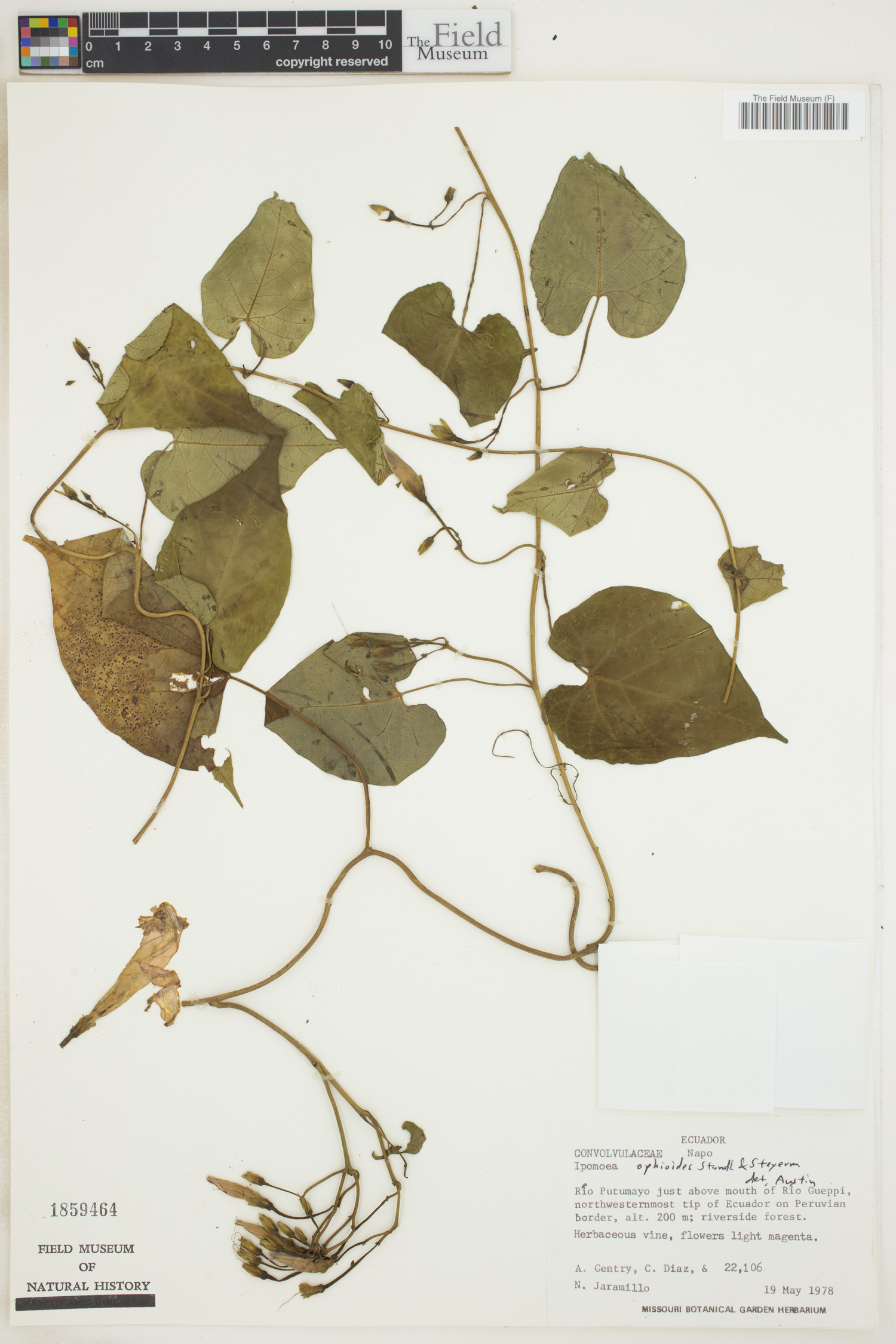 Ipomoea ophioides image