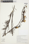 Ipomoea pinifolia image