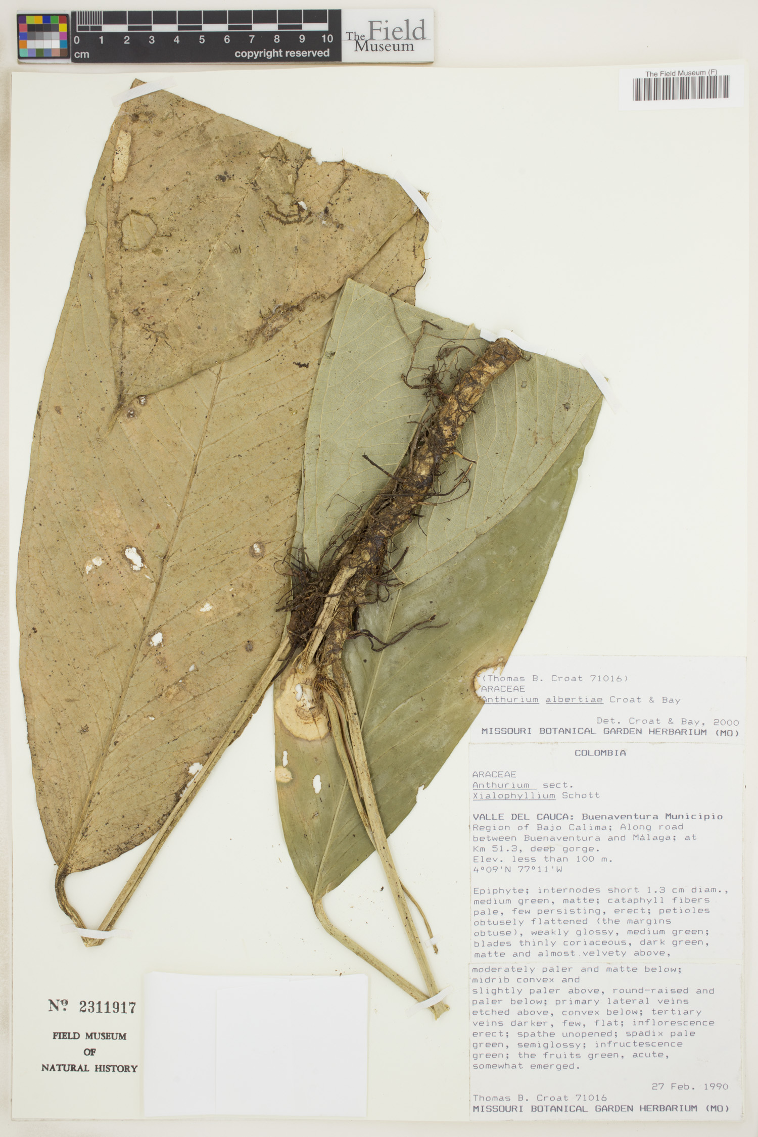 Anthurium albertiae image
