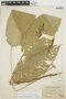 Anthurium amoenum var. humile image