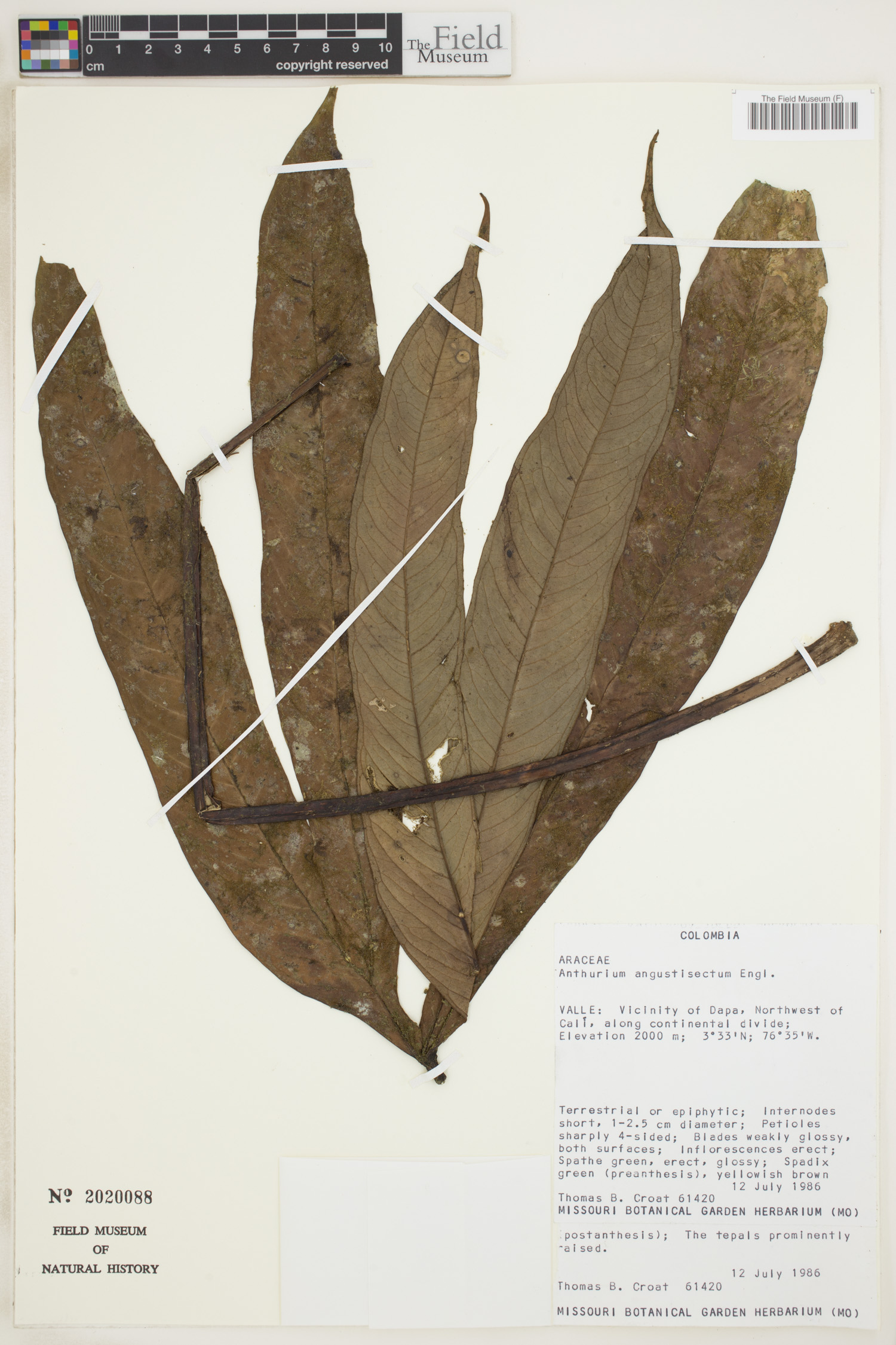 Anthurium angustisectum image