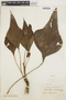Anthurium antrophyoides image