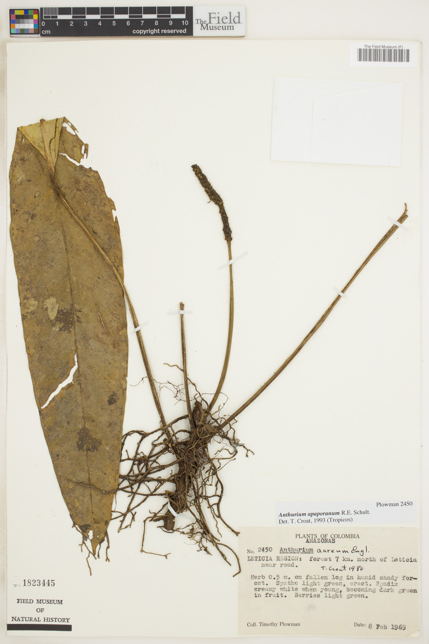 Anthurium apaporanum image