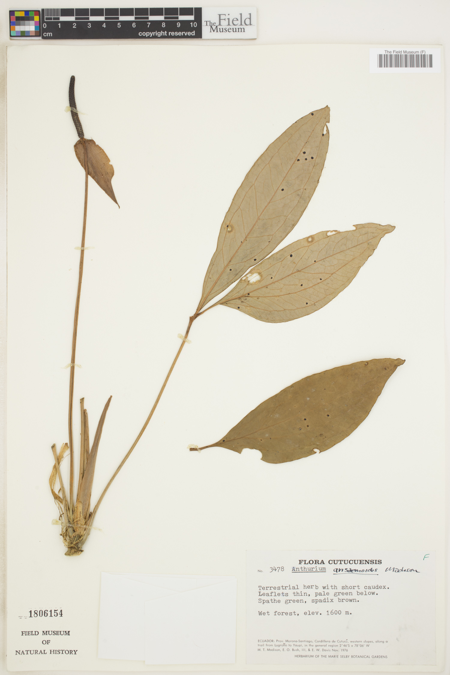 Anthurium arisaemoides image