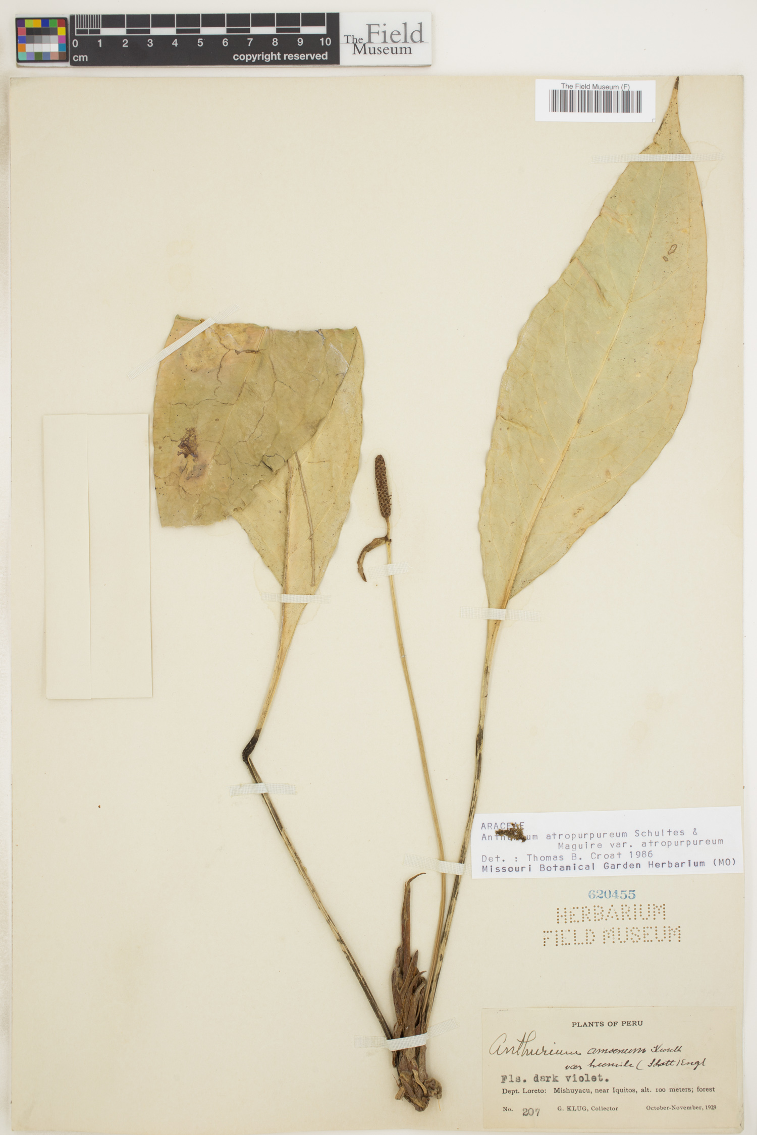 Anthurium atropurpureum var. atropurpureum image