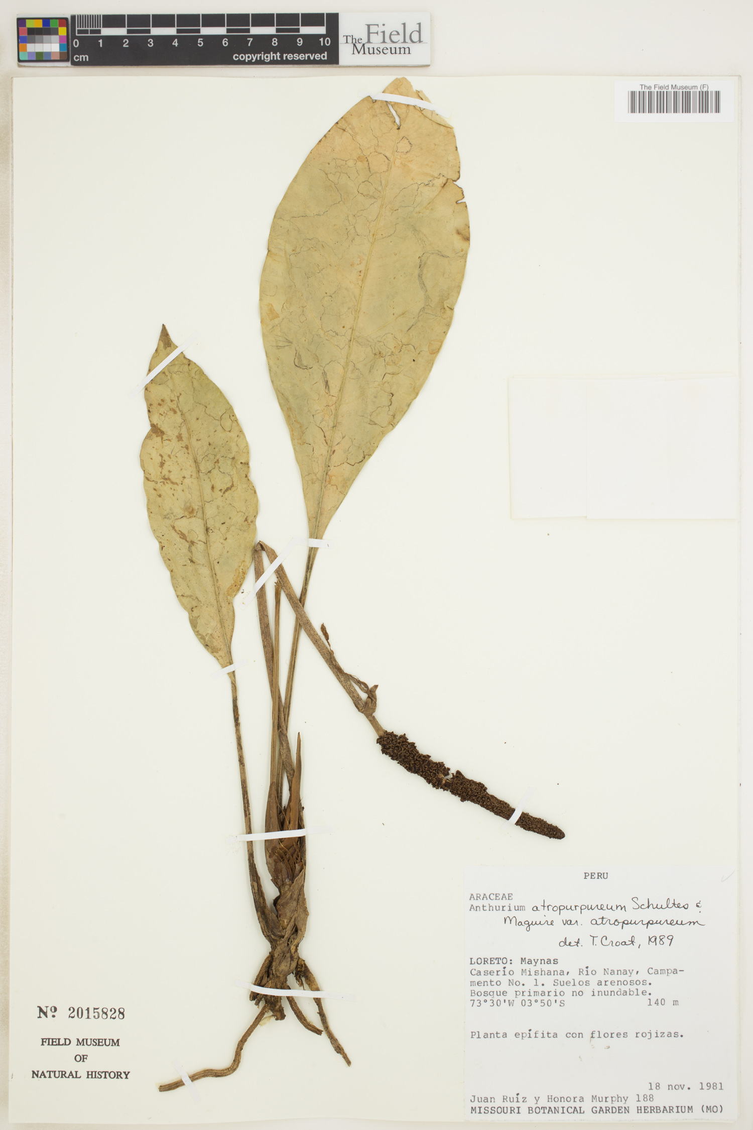 Anthurium atropurpureum image