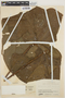 Anthurium bogotense image