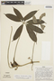 Anthurium brevipedunculatum image