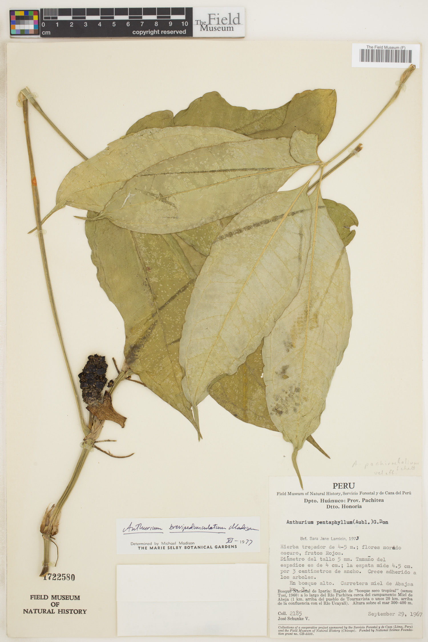 Anthurium brevipedunculatum image