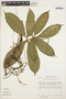 Anthurium brevipedunculatum image