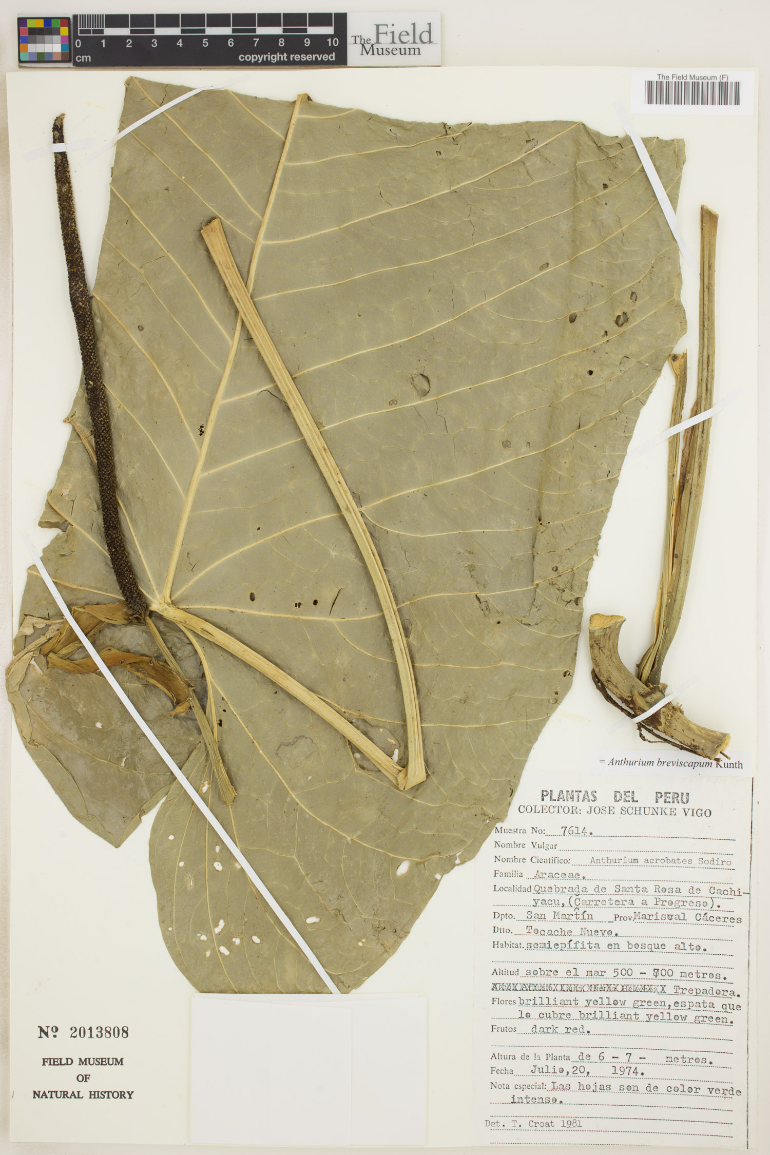 Anthurium breviscapum image