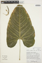 Anthurium breviscapum image