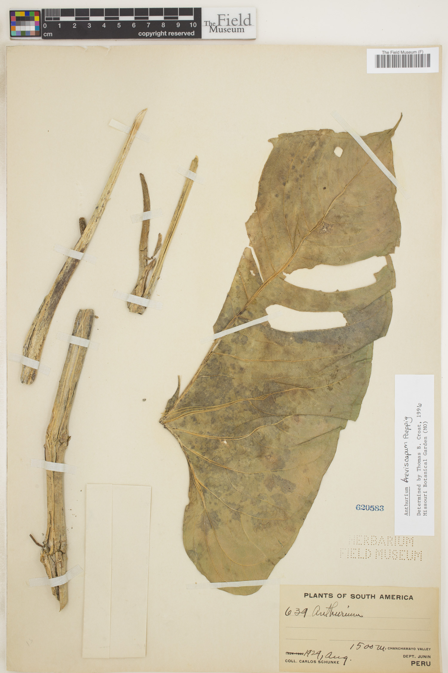 Anthurium breviscapum image