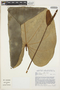 Anthurium buganum image