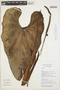 Anthurium buganum image
