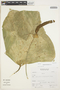 Anthurium balaoanum image