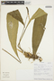 Anthurium carchiense image