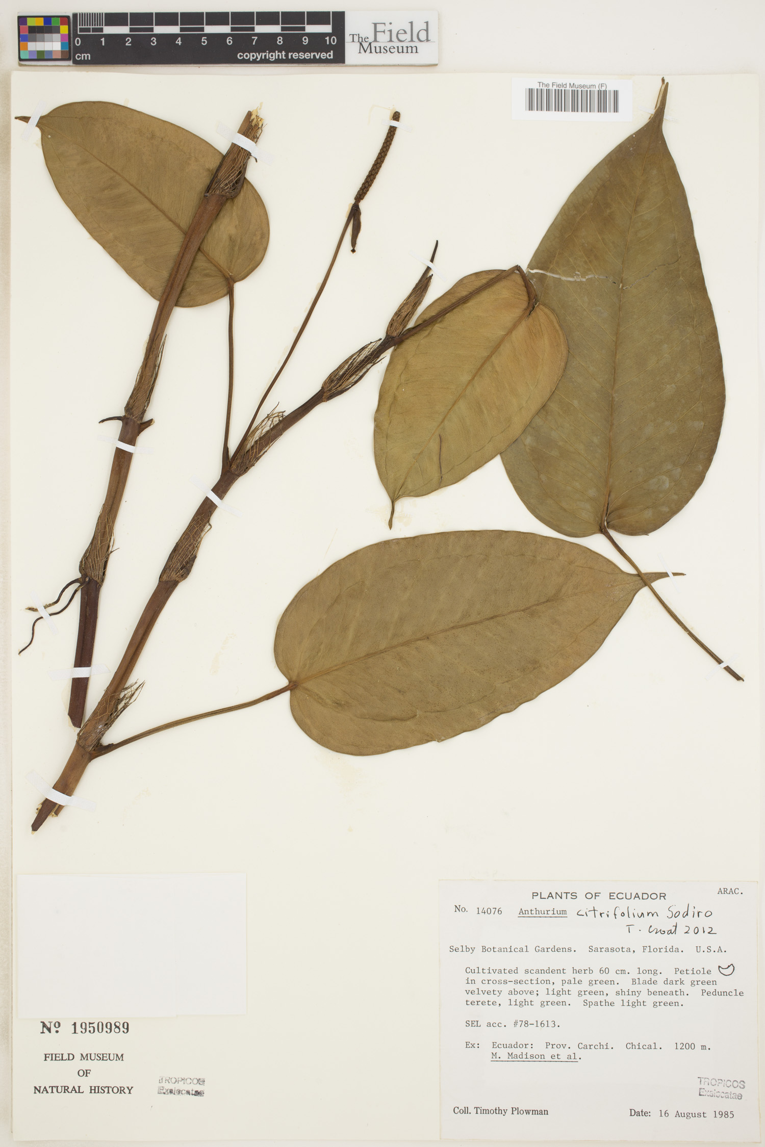 Anthurium citrifolium image