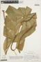 Anthurium croatii image